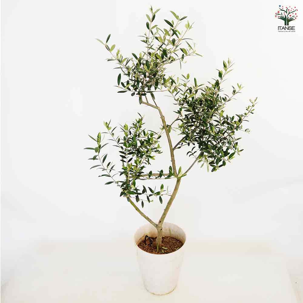 オリーブ アルベキナ 【果樹の苗木 7号／1個売り】｜ 【植物の