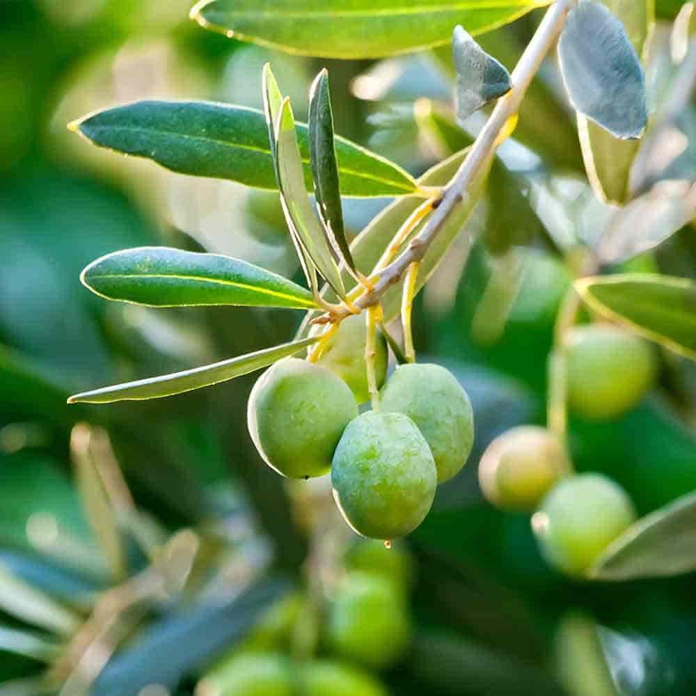 オリーブ アルベキナ 【果樹の苗木 7号／1個売り】｜ 【植物の