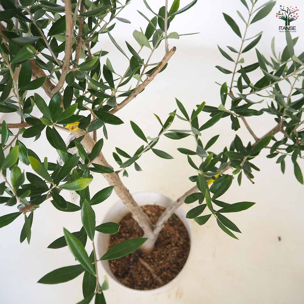 オリーブ コロネイキ 【果樹の苗木 7号／1個売り】｜ 【植物の