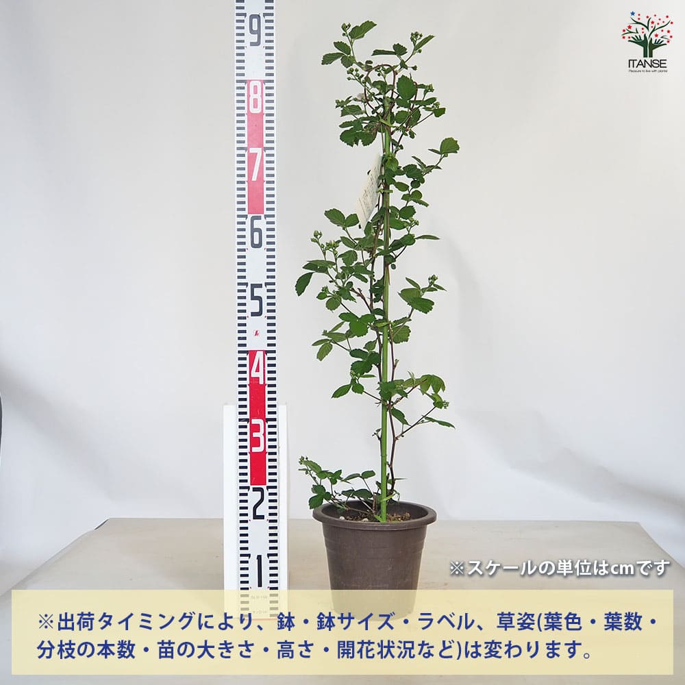 ブラックベリーの苗木 【果樹の苗木 6号／1個売り】｜ 【植物の