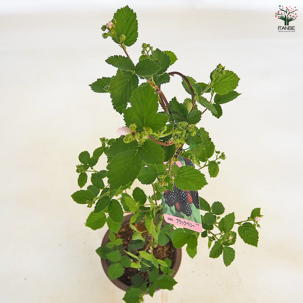 ブラックベリーの苗木 【果樹の苗木 6号／1個売り】｜ 【植物の