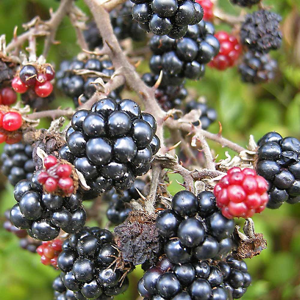 ブラックベリー　苗　1株 楽天市場】ブラックベリー 苗（苗物｜ガーデニング・農業）：花