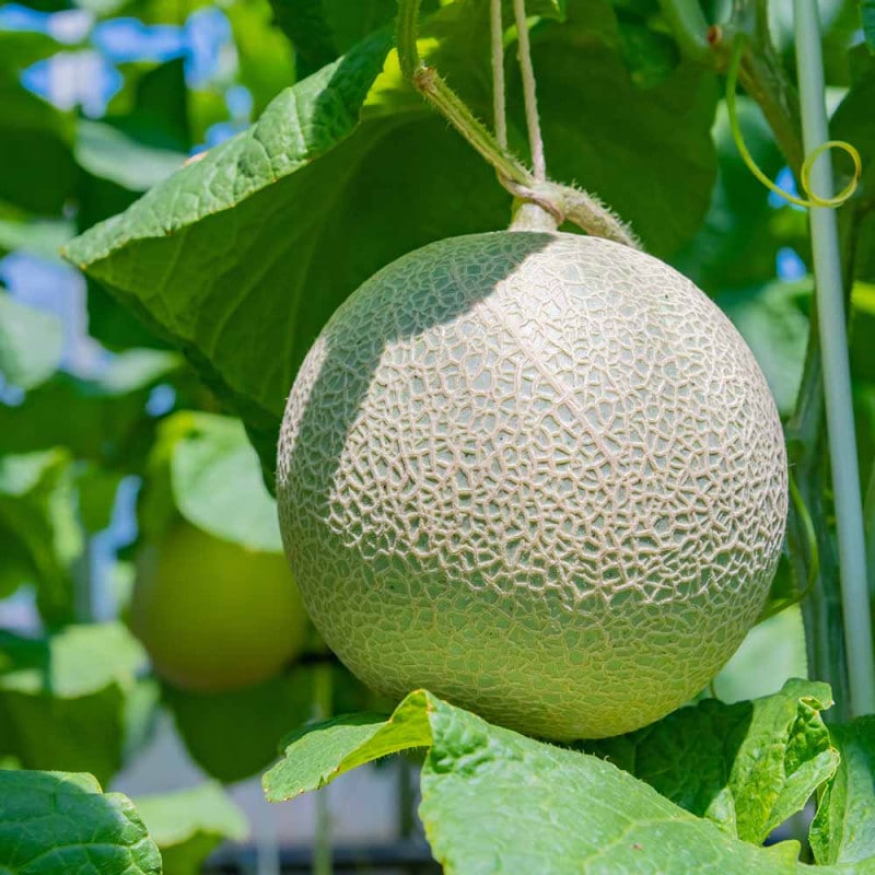 メロンの苗 らくらく極甘！緑肉ネットメロン 盛夏系2個～【野菜の苗