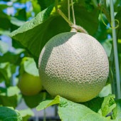 メロンの苗 追熟のいらないメロン2個〜 【野菜の苗 3号】|メロン|野菜苗