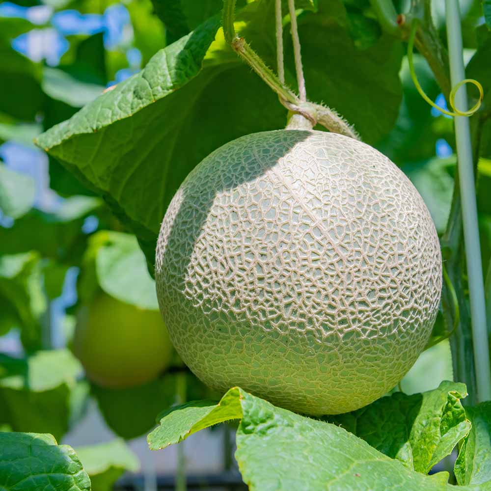 メロンの苗 追熟のいらないメロン2個～ 【野菜の苗 3号】