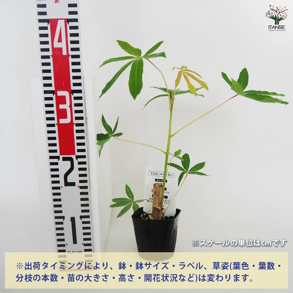 イエローキャッサバ(タピオカ) 【果樹の苗 3号】｜ 【植物の