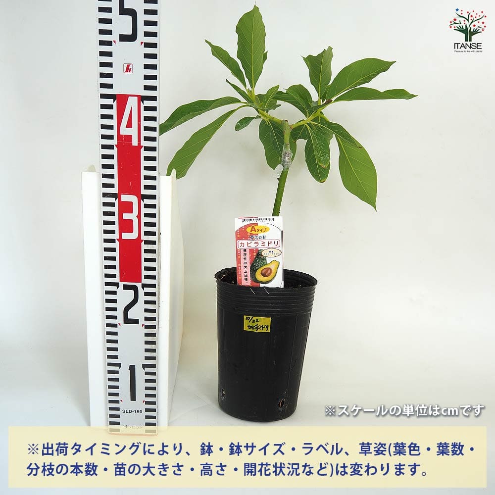 アボカドの木 000000093072-01-m.jpg?t=