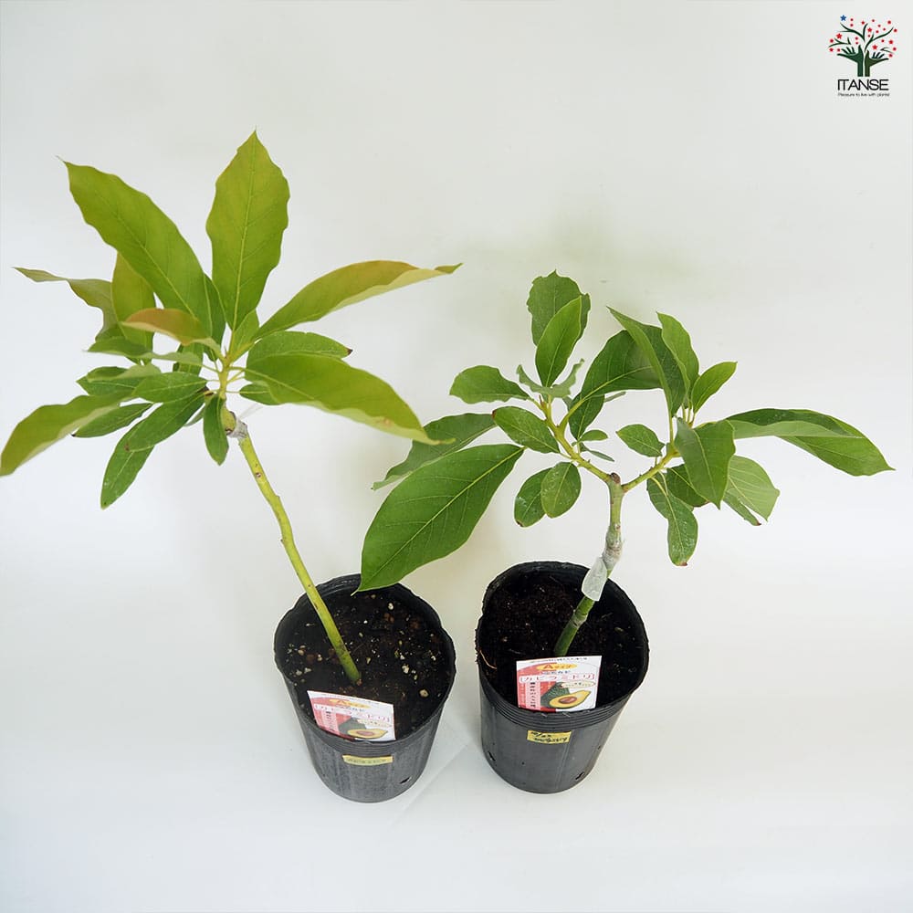 アボカド カビラミドリ 【果樹の苗木 4.5号／1個売り】｜ 【植物の