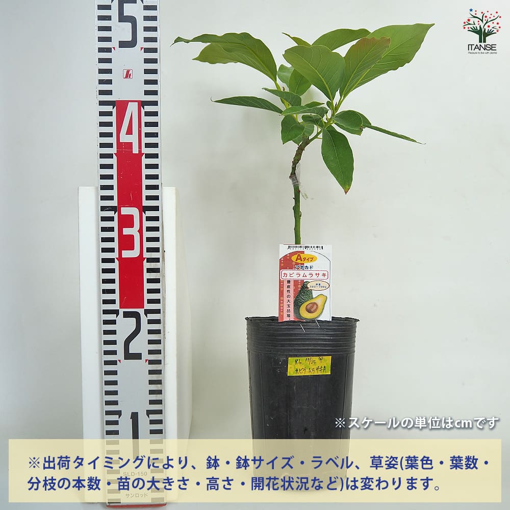 アボカド苗 数量限定 アボカド 苗木 エドラノール Bタイプ 1本 5号 6号