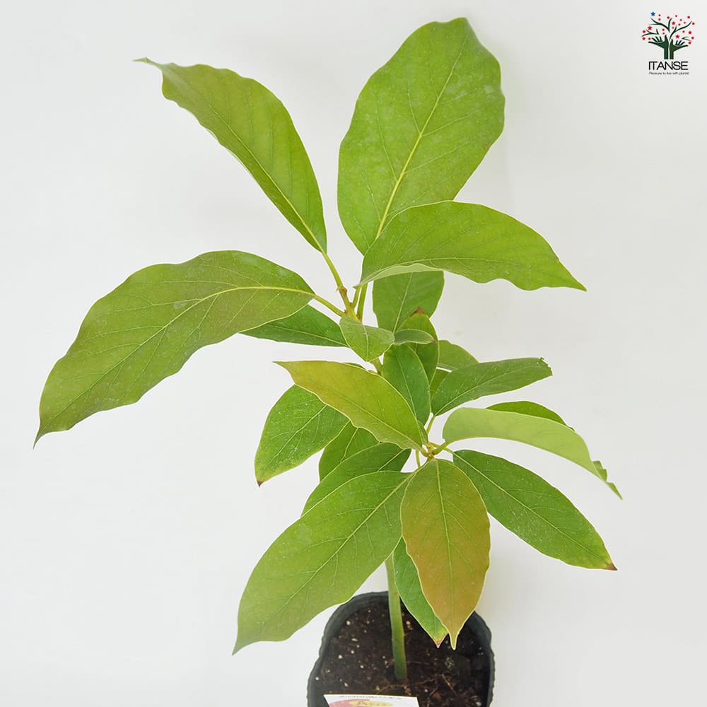 アボカド カビラムラサキ 【果樹の苗木 4.5号／1個売り】｜ 【植物の