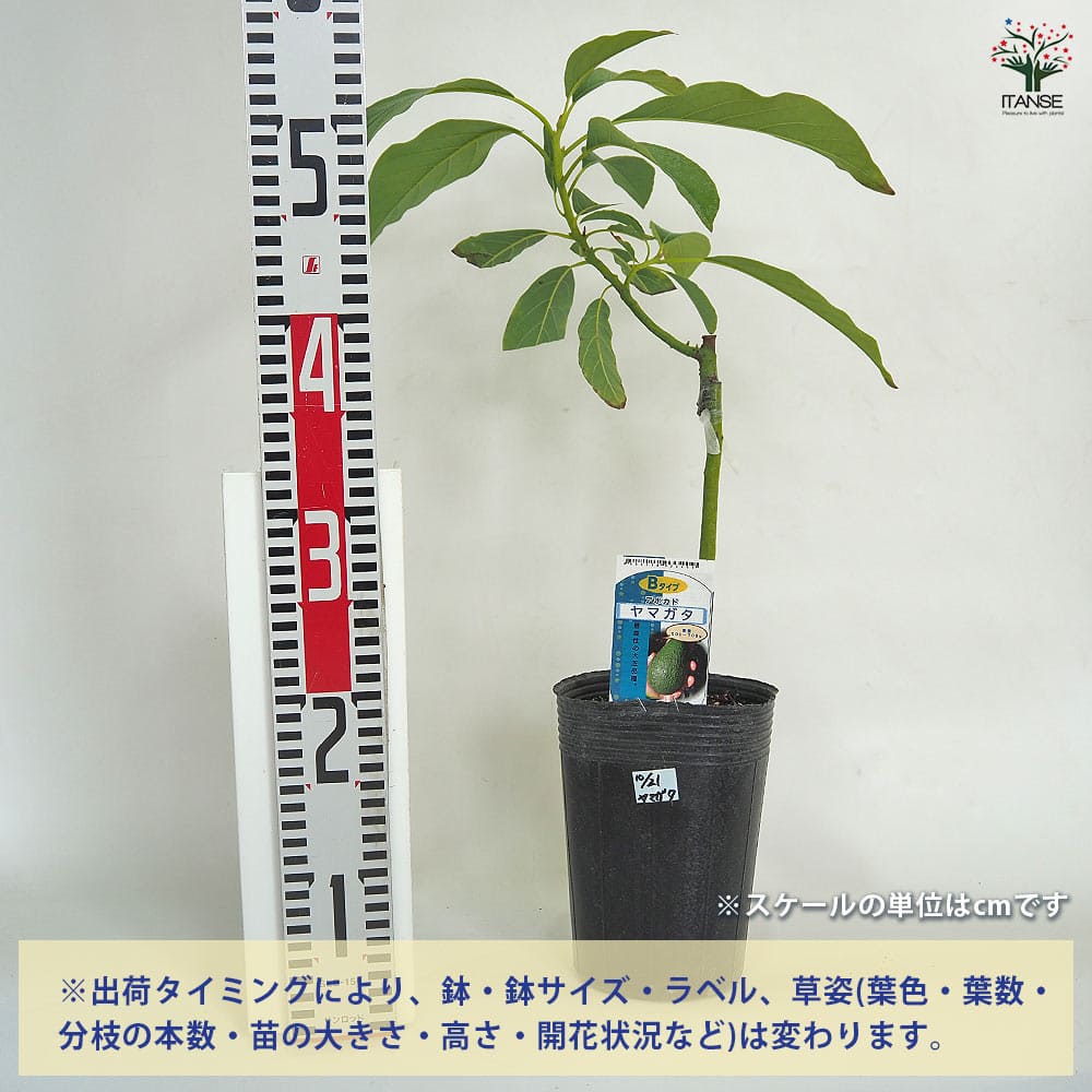 アボカド苗木 大株 果樹 鉢ごと発送 アボカド苗木 大株 果樹 鉢ごと発送