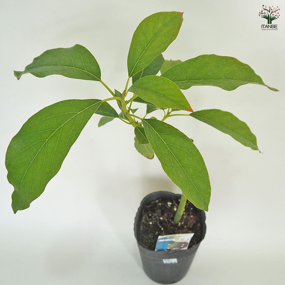 アボカド ヤマガタ 【果樹の苗木 4.5号／1個売り】｜ 【植物の