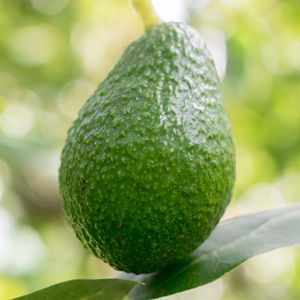 アボカド｜【植物のITANSE】全品送料無料・即出荷!