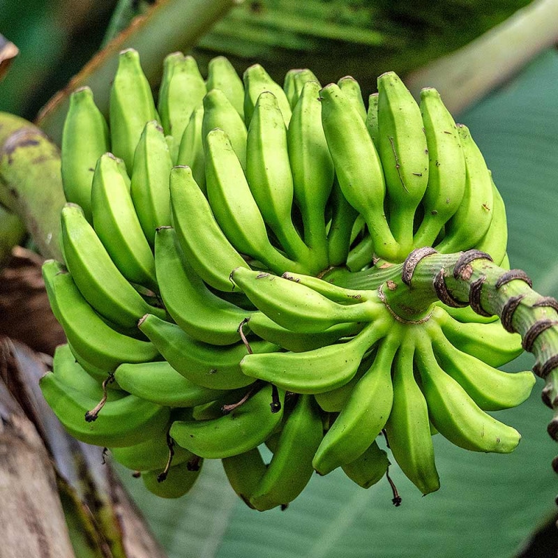 ドワーフ キャベンディッシュ バナナ(家庭でも育てられる三尺バナナ