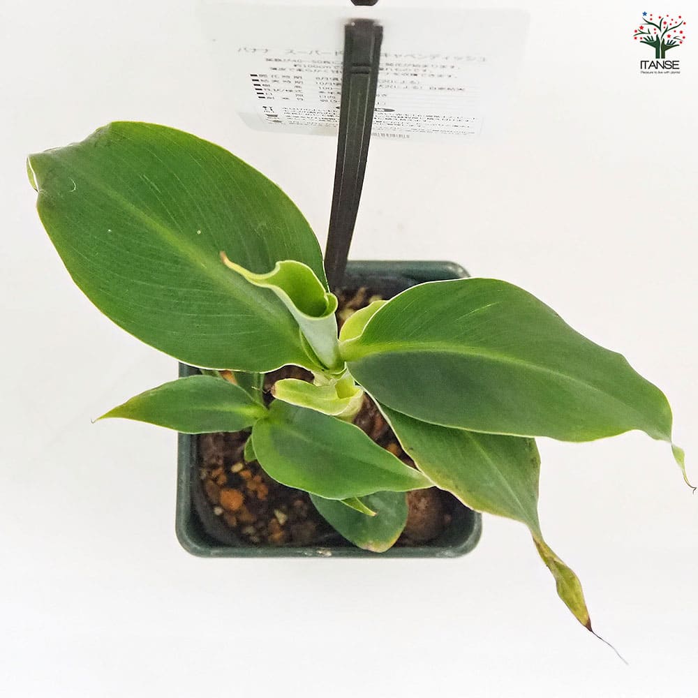 コウジ バナナ苗 銀バナナ 苗 販売 苗木部 By 花ひろばオンライン