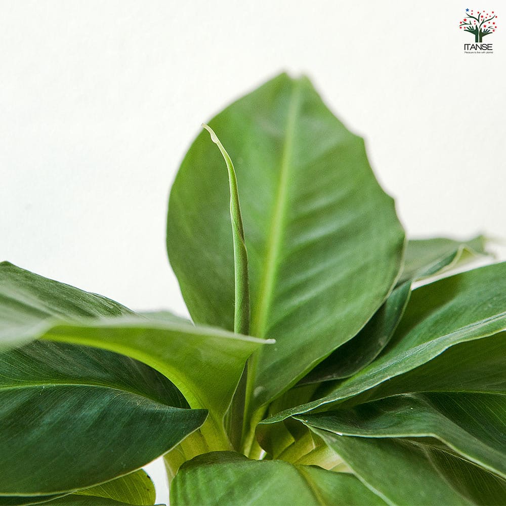 バナナの苗 スーパードワーフキャベンディッシュ 【果樹の苗 4号