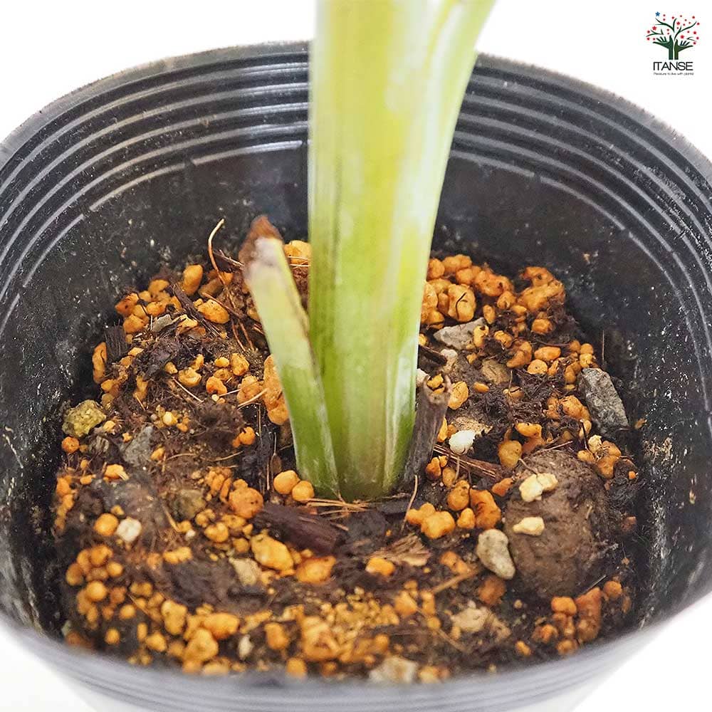 バナナの苗 グロスミッシェル 【果樹の苗 4号／1個売り】｜ 【植物の