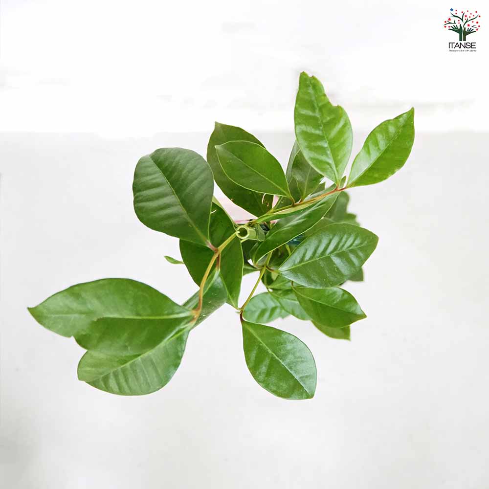 ストロベリーグアバの苗木　２本 グアバ2種（ストロベリーグアバ、キミノバンジロウ）の苗木