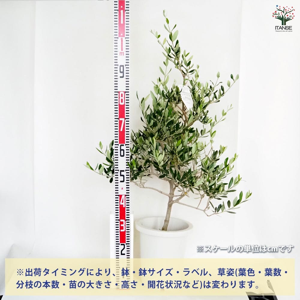 オリーブ コレッジョラ 【果樹の苗木 8号／1個売り】｜ 【植物の