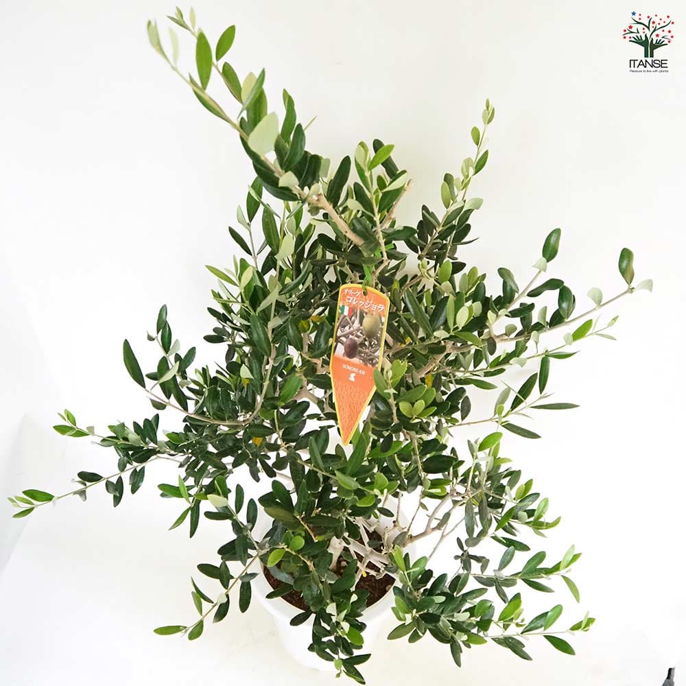 オリーブの木　コレッジョラ　8号　約130cm　NO.570　一点物 オリーブの木 コレッジョラ 8号 約130cm NO.570 一点物 オリーブの木