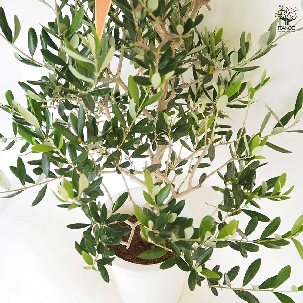 オリーブ コレッジョラ 【果樹の苗木 8号／1個売り】｜ 【植物の