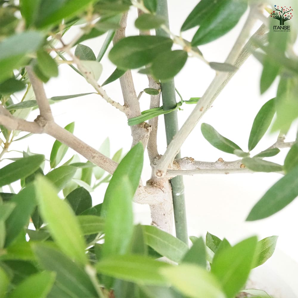 【現品】オリーブの古木　品種名：ピクアル　８号　Ａ５ 観葉植物 オリーブの木 8号 ピクアル プラスチック鉢 | 観葉植物なら