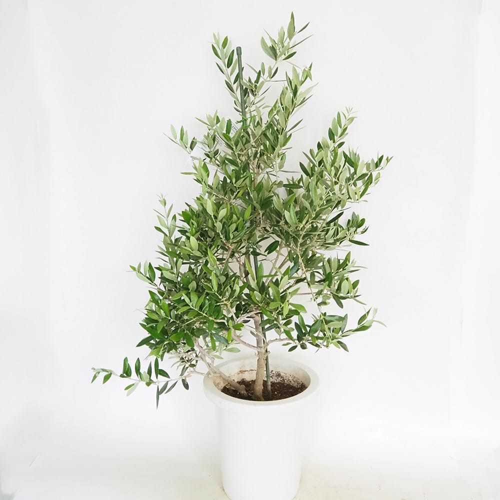 創樹 オリーブ ピクアル 9い28 おしゃれ 観葉植物：オリーブの木