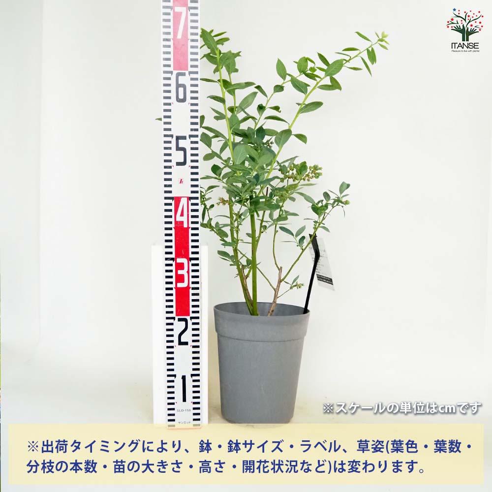 ブルーベリー ミスティ 【果樹の苗木 6号/1個売り】| 【植物の ブルーベリー ミスティ 【果樹の苗木 6号/1個売り】| 【植物の