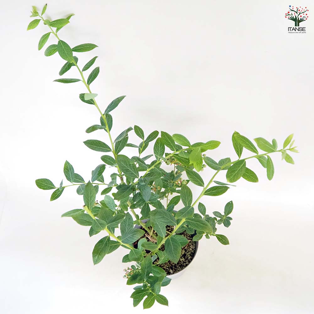 ブルーベリー ミスティ 【果樹の苗木 6号／1個売り】｜ 【植物の