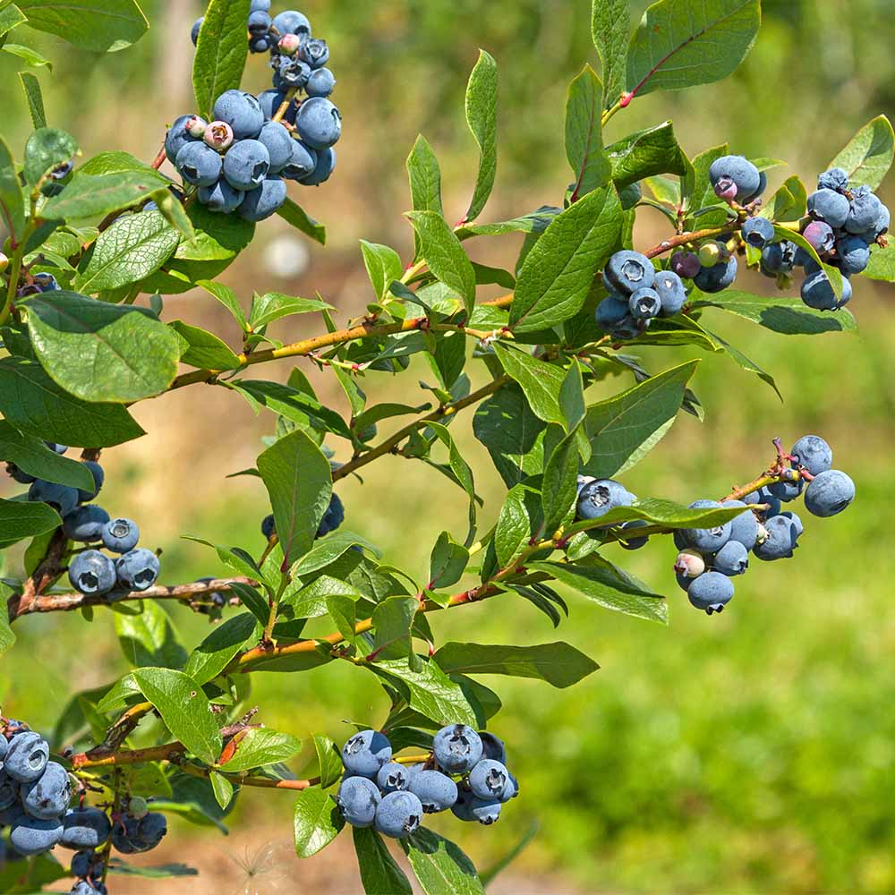 ブルーベリー ミスティ 【果樹の苗木 6号／1個売り】｜ 【植物の