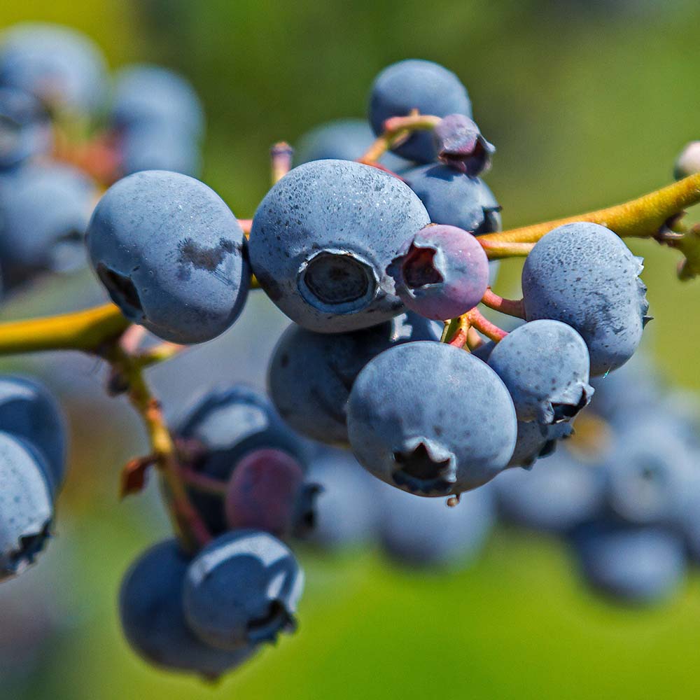 ブルーベリー　ティフブルー ティフブルー - 愛知県岡崎市の観光ならブルーベリファームおかざき