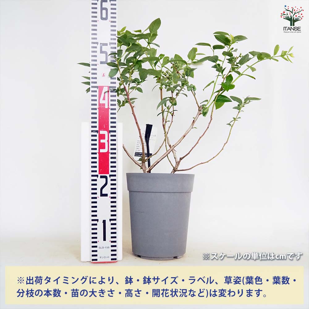 ブルーベリー苗 レガシー&ブリジッタ大苗2本セット ブルーベリー苗