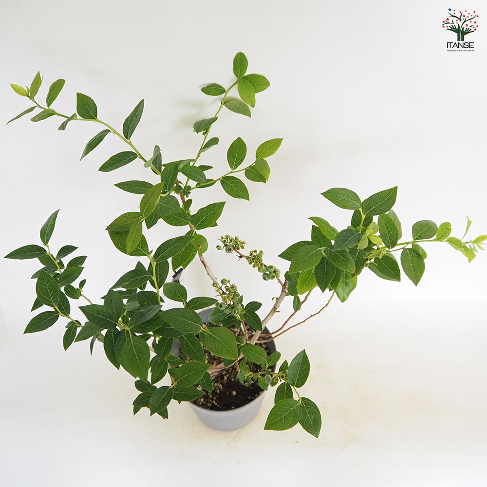 ブルーベリー ブリジッタ 【果樹の苗木 6号／1個売り】｜ 【植物の