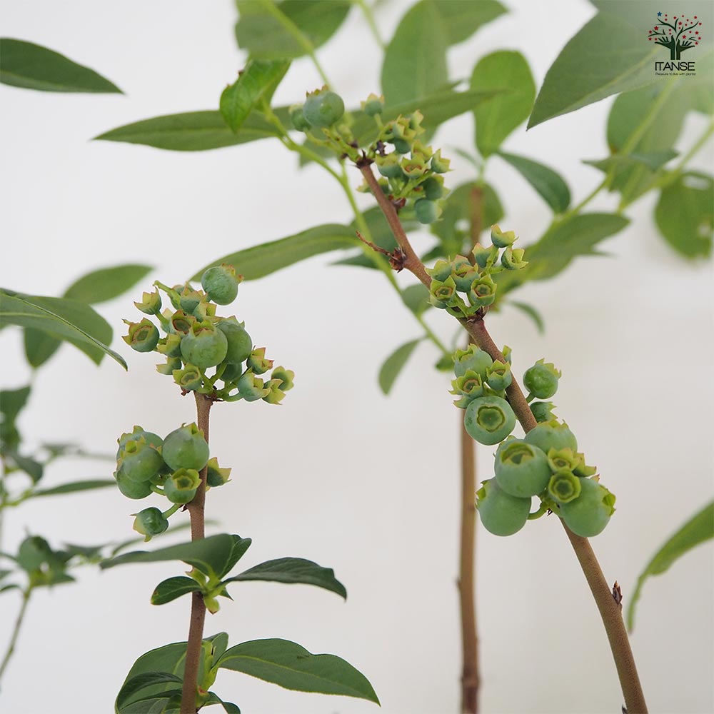 ブルーベリー ブリジッタ 【果樹の苗木 6号／1個売り】｜ 【植物の