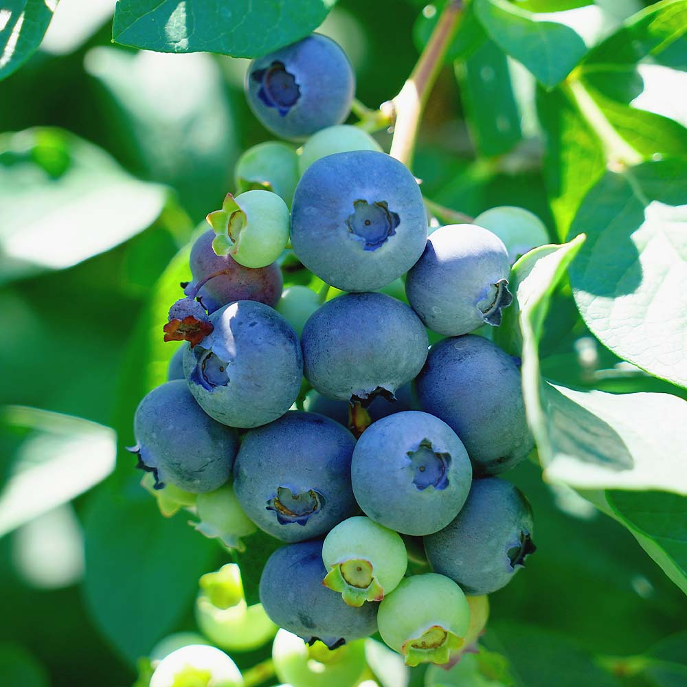 ブルーベリー苗木　　1メートル15センチ　蝦夷山葡萄一本セット ブルーベリー苗木 1メートル15センチ 蝦夷山葡萄一本セット