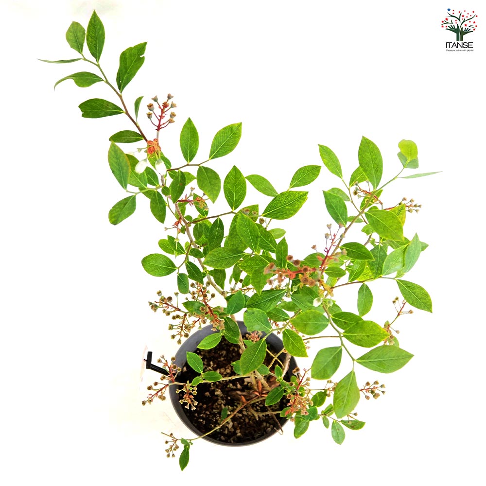 ブルーベリー デライト 【果樹の苗木 6号／1個売り】｜ 【植物の