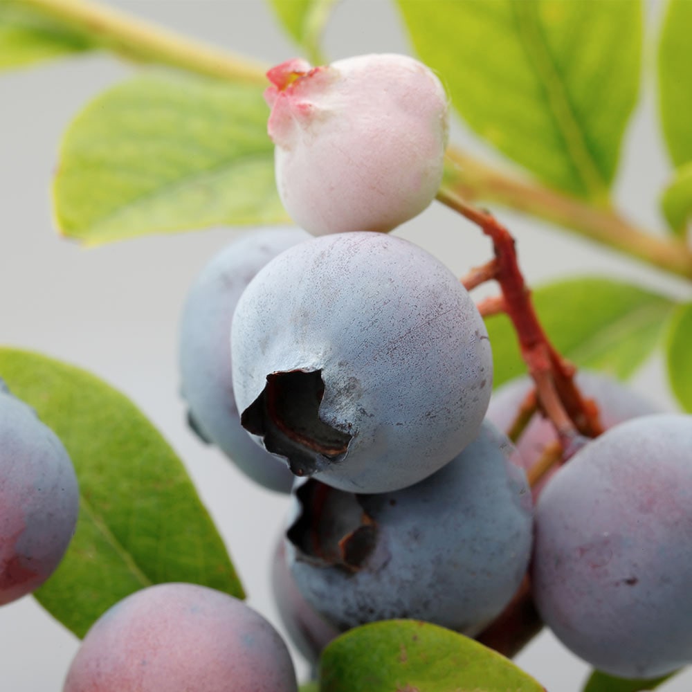 ブルーベリー デライト 【果樹の苗木 6号／1個売り】｜ 【植物の