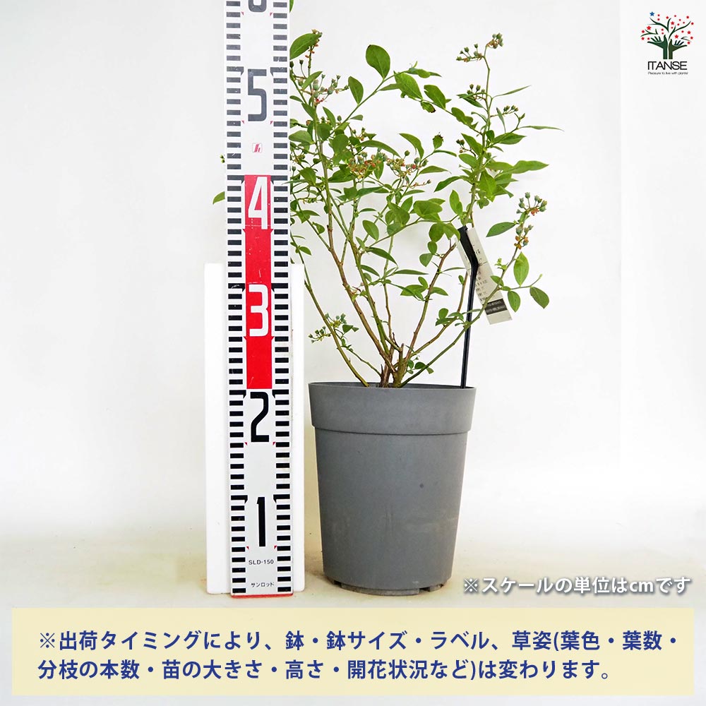 ブルーベリー苗42本セット(パウダーブルー21バルドウィン21) ブルーベリー苗42本セット(パウダーブルー21バルドウィン21