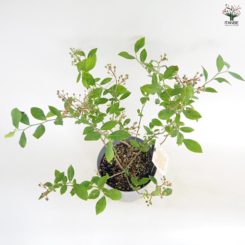 ブルーベリー パウダーブルー 【果樹の苗木 6号／1個売り】｜ 【植物の