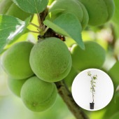 梅の苗木 玉英 【果樹の苗木 4.5号／1個売り】|果樹苗