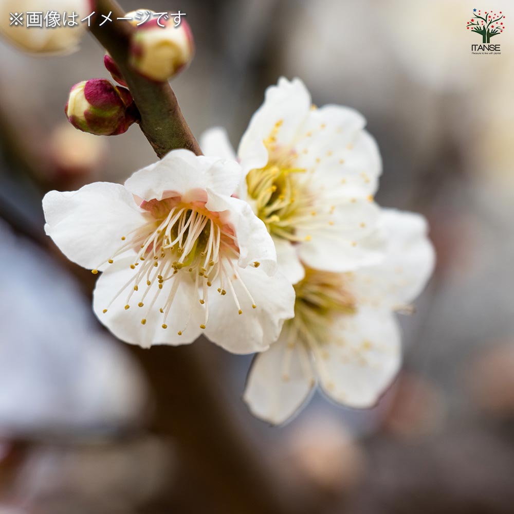 梅の苗木 玉英 【果樹の苗木 4.5号／1個売り】｜ 【植物のITANSE