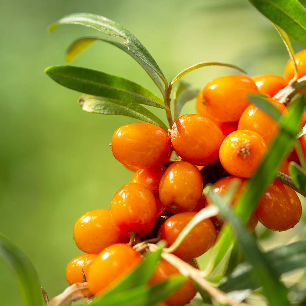 シーベリー (サジー)の苗木 ヘルゴ【メス】 【果樹の苗木 6号／1個売り】