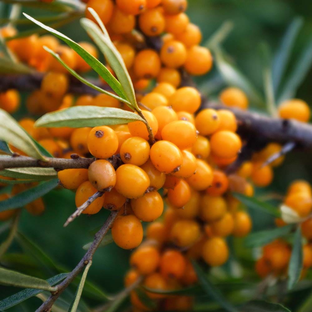 シーベリー (サジー)の苗木 フルガナ【メス】 【果樹の苗木 6号／1個売り】