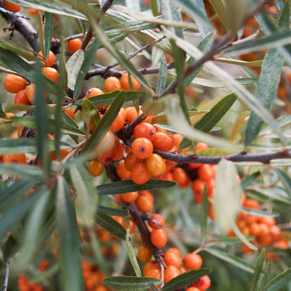 シーベリー (サジー)の苗木 レイコラ【メス】 【果樹の苗木 6号／1個売り】