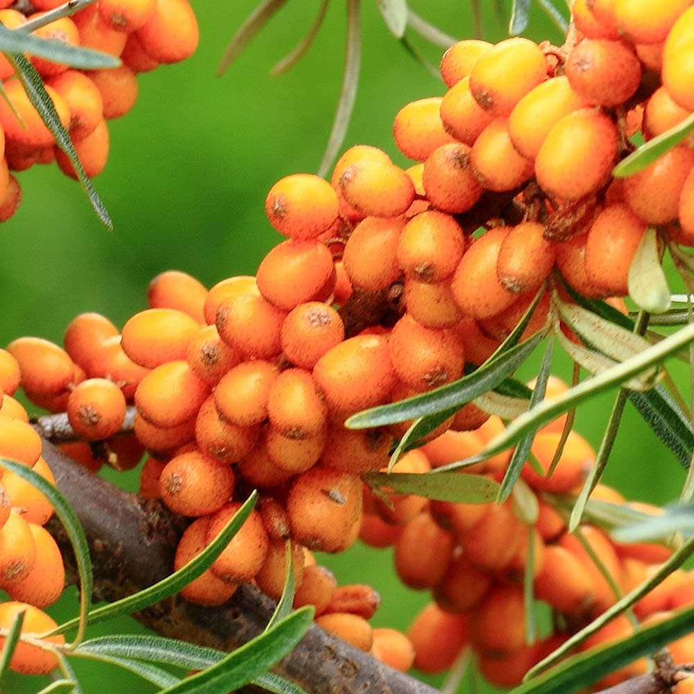 シーベリー (サジー)の苗木 アスコラ【メス】 【果樹の苗木 6号／1個売り】