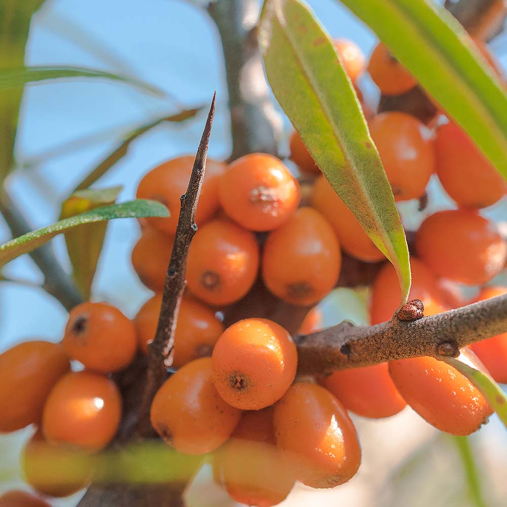 シーベリー (サジー)の苗木 オス 【果樹の苗木 6号／1個売り】