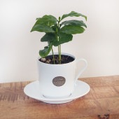 コーヒーの木 ティーカップ鉢 【果樹の苗 3号／1個売り】|果樹苗