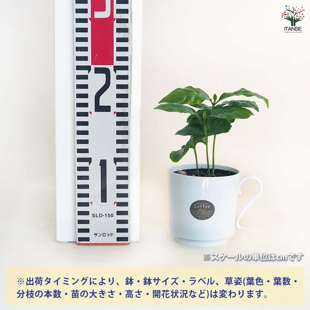 コーヒーの木 ティーカップ鉢 【果樹の苗 3号／1個売り】｜ 【植物の
