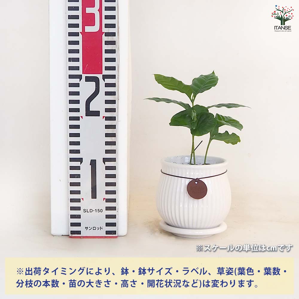 コーヒーの木 陶器鉢 【果樹の苗 3号／1個売り】｜ 【植物の