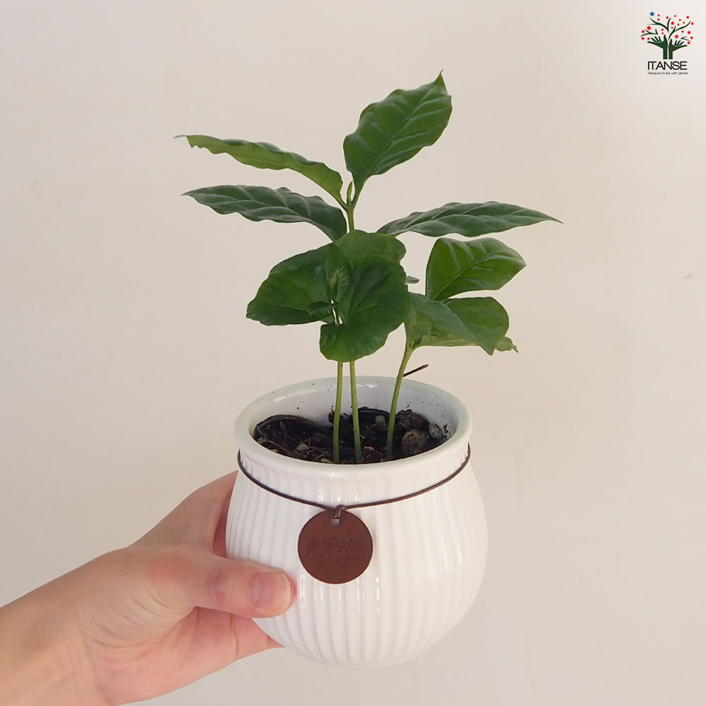 コーヒーの木 陶器鉢 【果樹の苗 3号／1個売り】｜ 【植物の